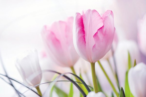 тюльпан пинк