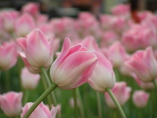 тюльпан красивый