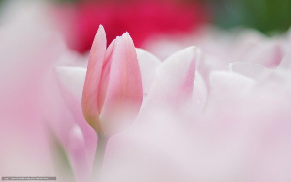 нежный фон с тюльпанами