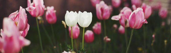 весна тюльпаны