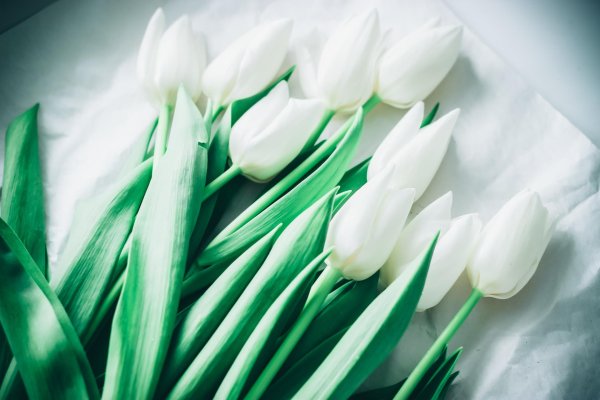 тюльпан мондиал