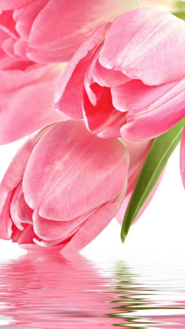 фон с тюльпанами