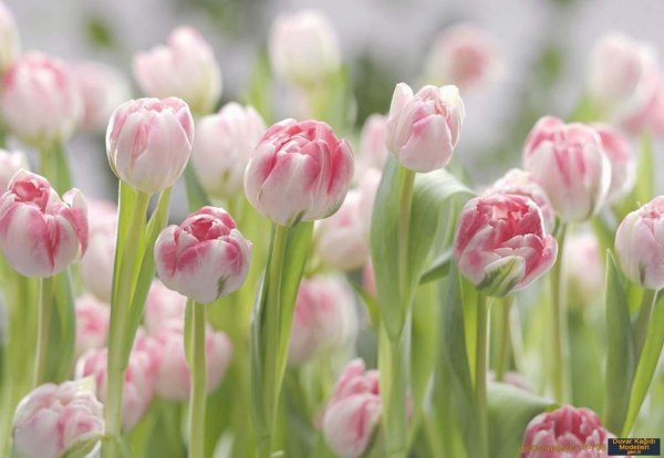 тюльпан исаак шик