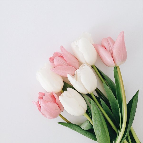 тюльпаны пинтерест