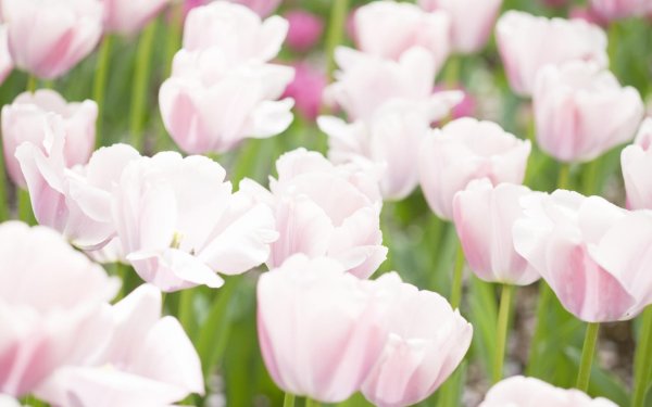 тюльпан триумф