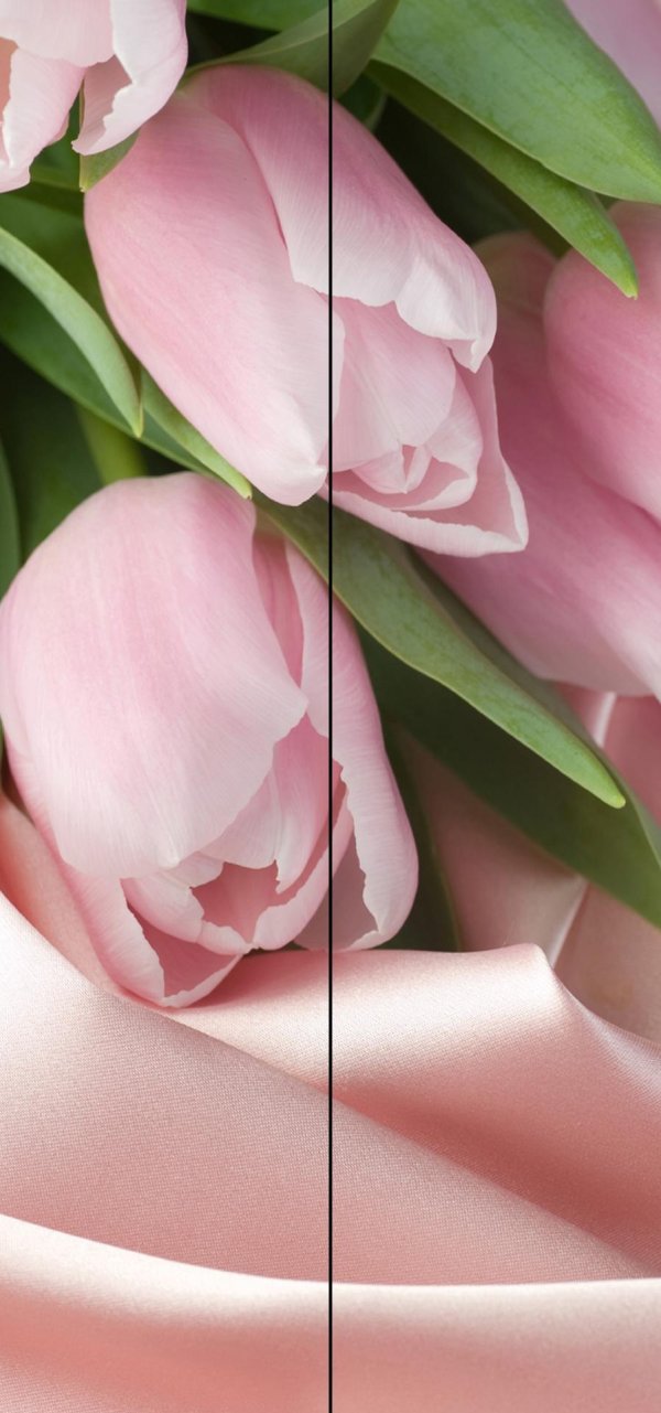 розовый фон с тюльпанами