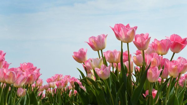 поле тюльпанов