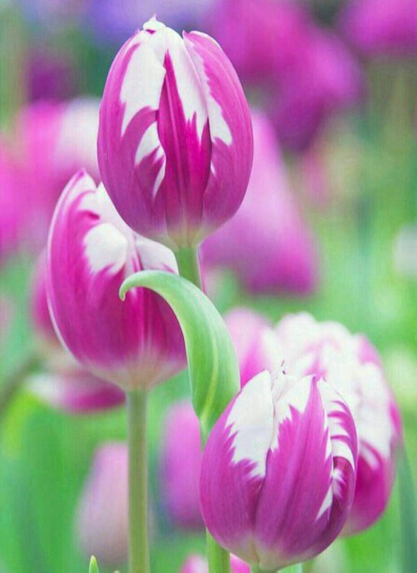 тюльпан florence