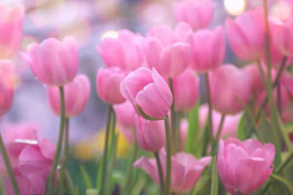 тюльпан пинк сноуи