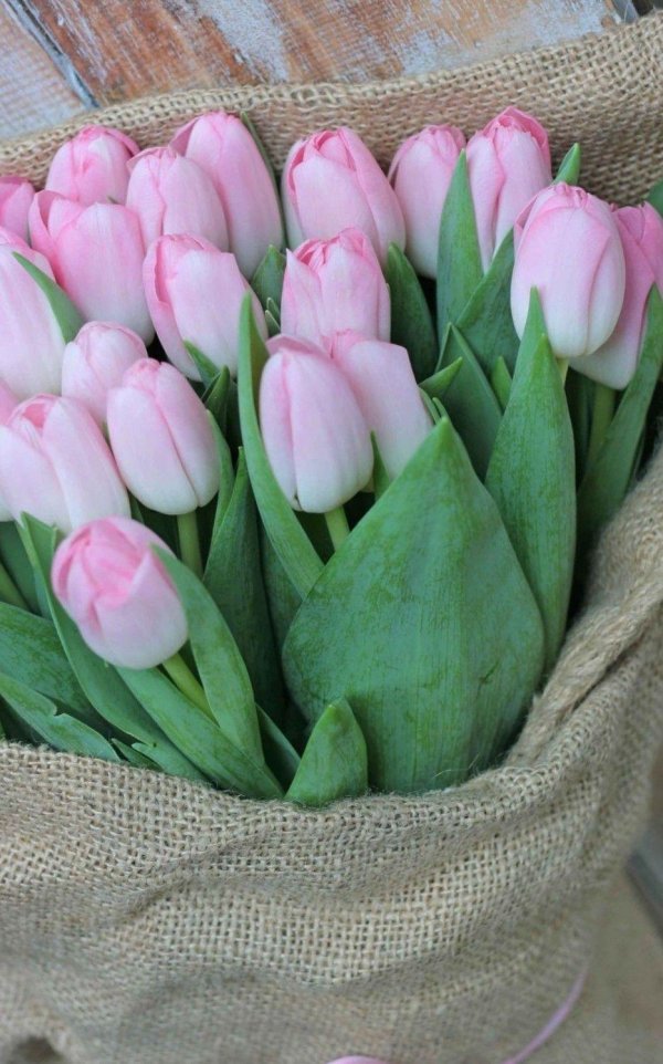 нежный букет тюльпанов