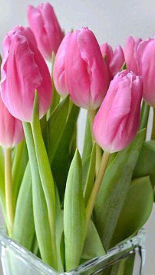 тюльпан красивый