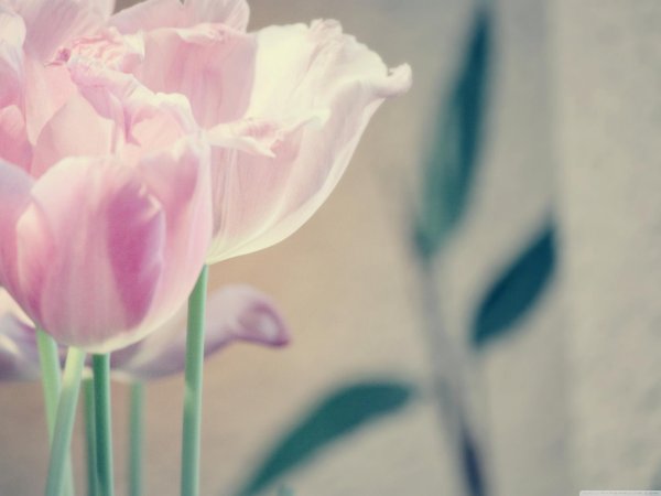 тюльпан фон