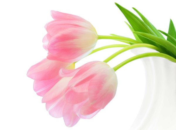 тюльпан на белом фоне