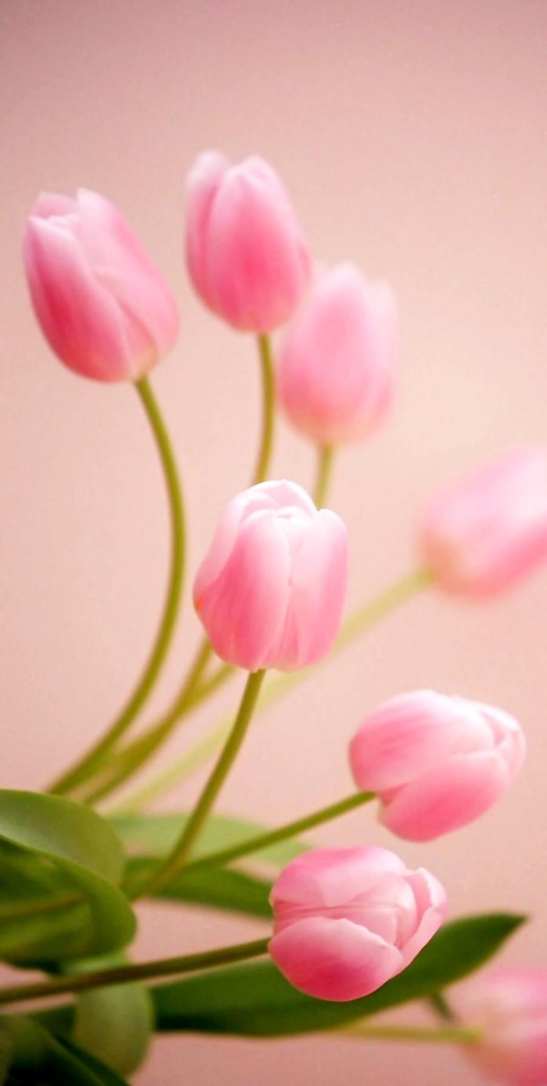 нежные тюльпаны