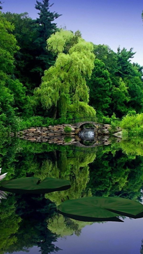 природа пруд