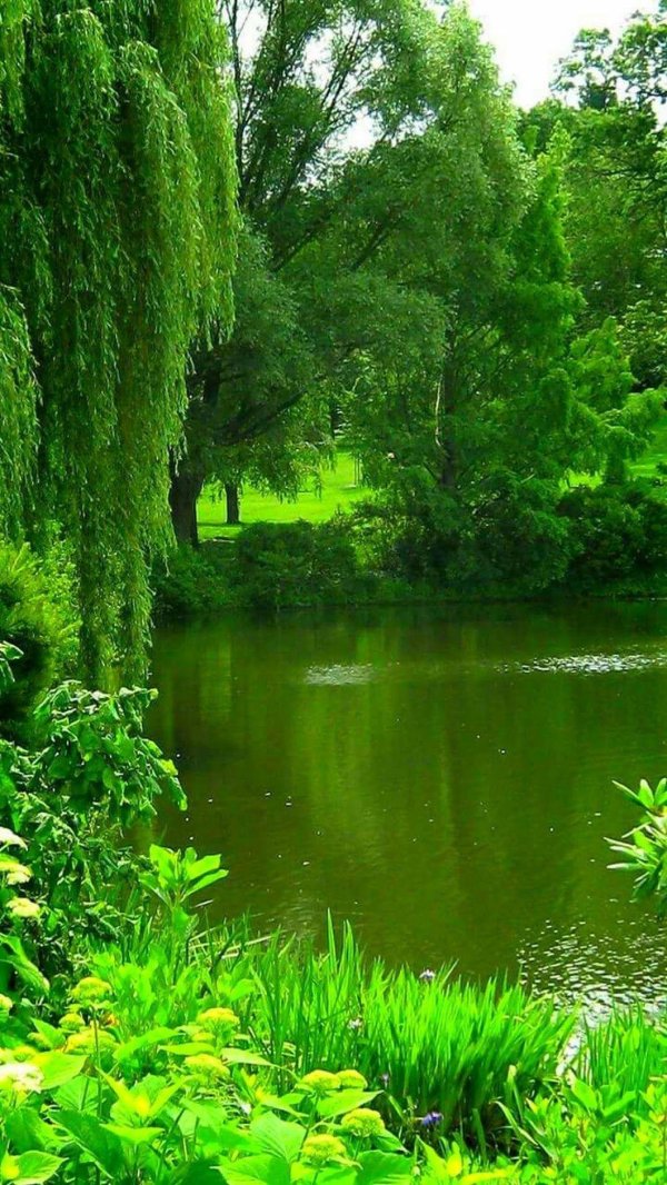 плакучая ива