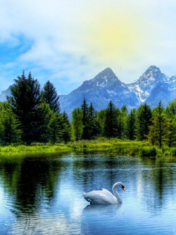 пейзаж с лебедями