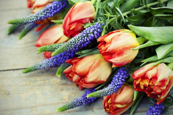 яркие тюльпаны