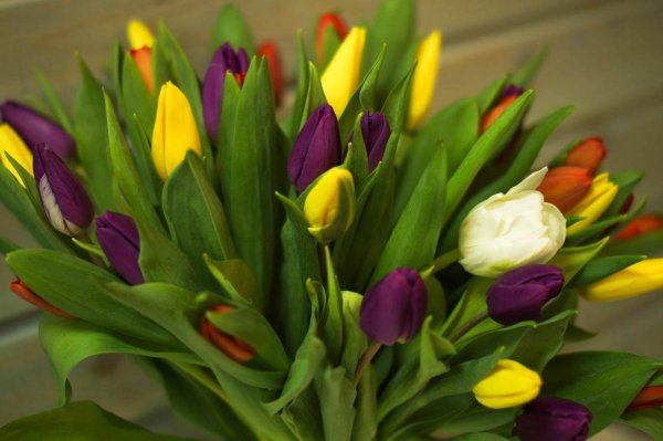 тюльпан lorenzo