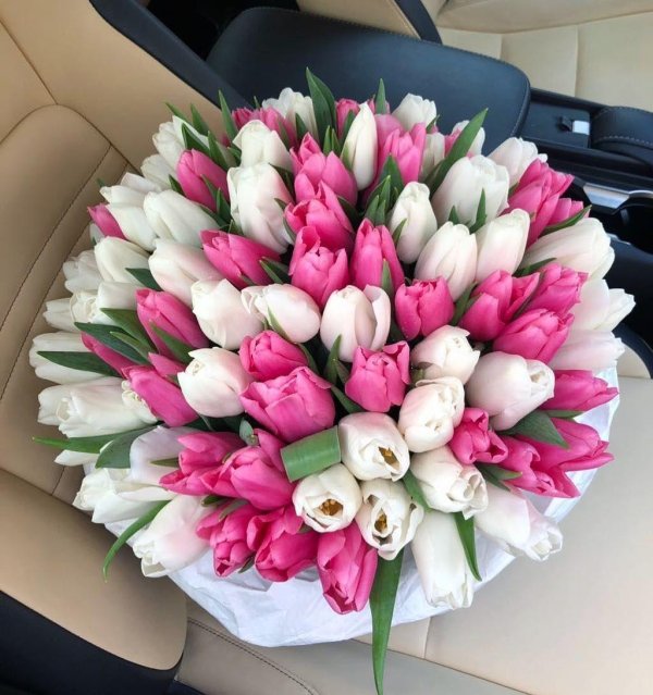 бело розовые тюльпаны