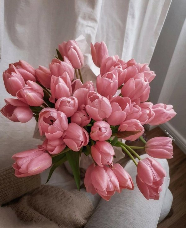 шикарные тюльпаны