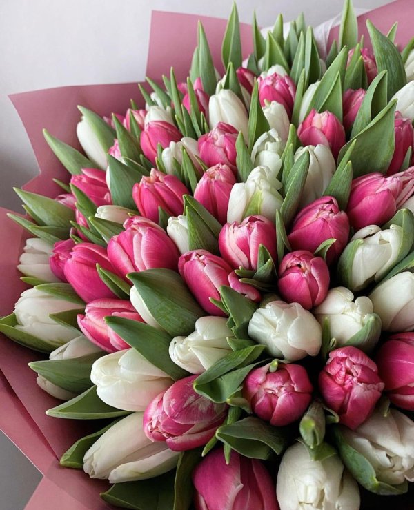 тюльпаны премиум