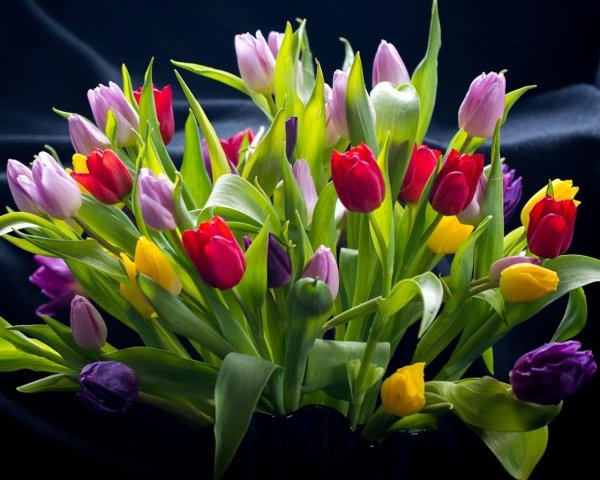 мелкоцветные тюльпаны