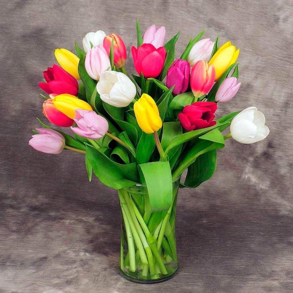 разноцветные тюльпаны