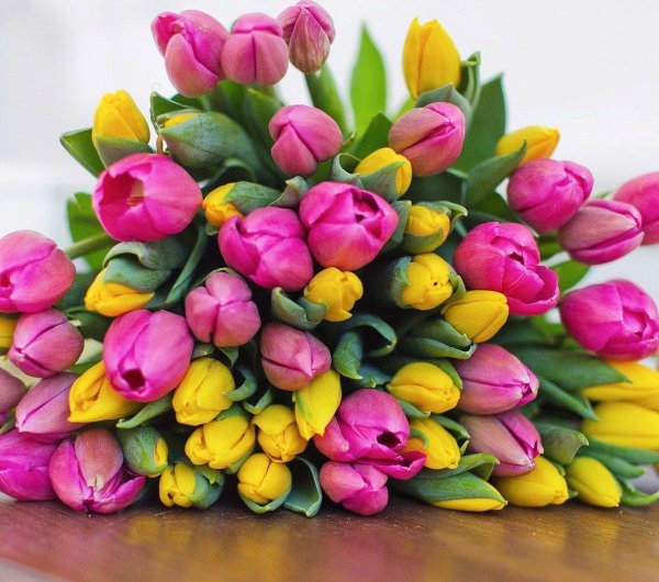 разноцветные тюльпаны