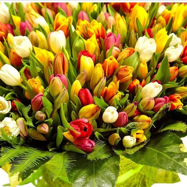 разноцветные тюльпаны