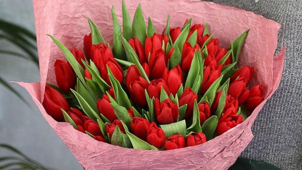 оранжевые тюльпаны