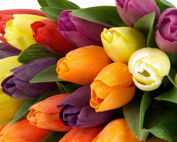 разноцветные тюльпаны