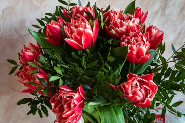 пионовидные тюльпаны