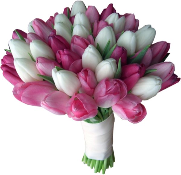 пионовидный тюльпан