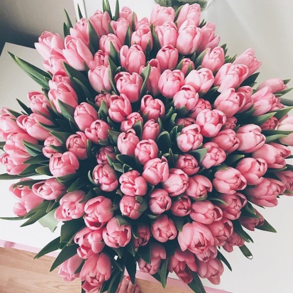 тюльпаны пинтерест