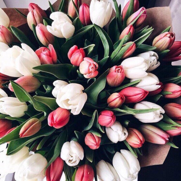 красивые цветы тюльпаны