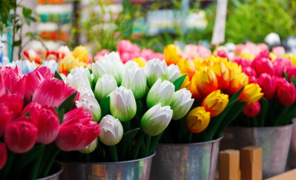 тюльпаны цветные