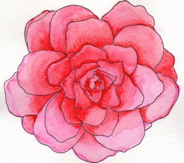 цветочек для срисовки