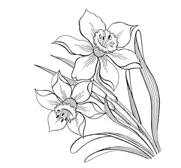 нарцисс раскраска