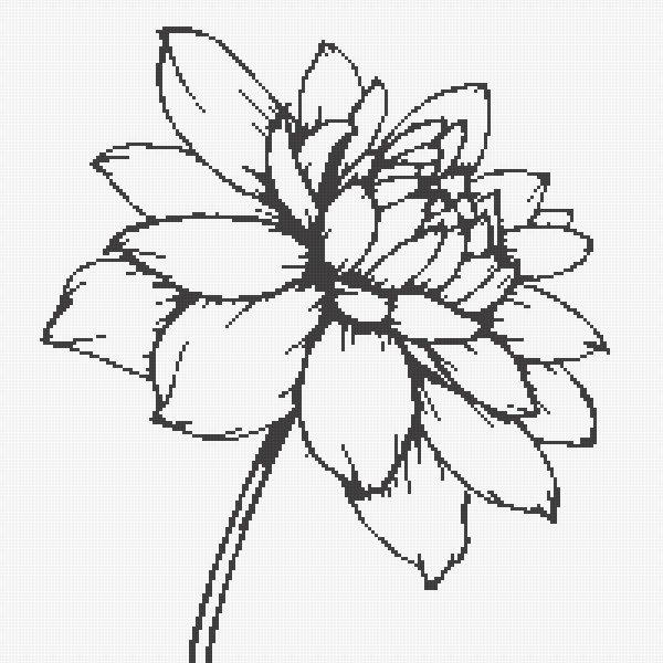 георгин контур