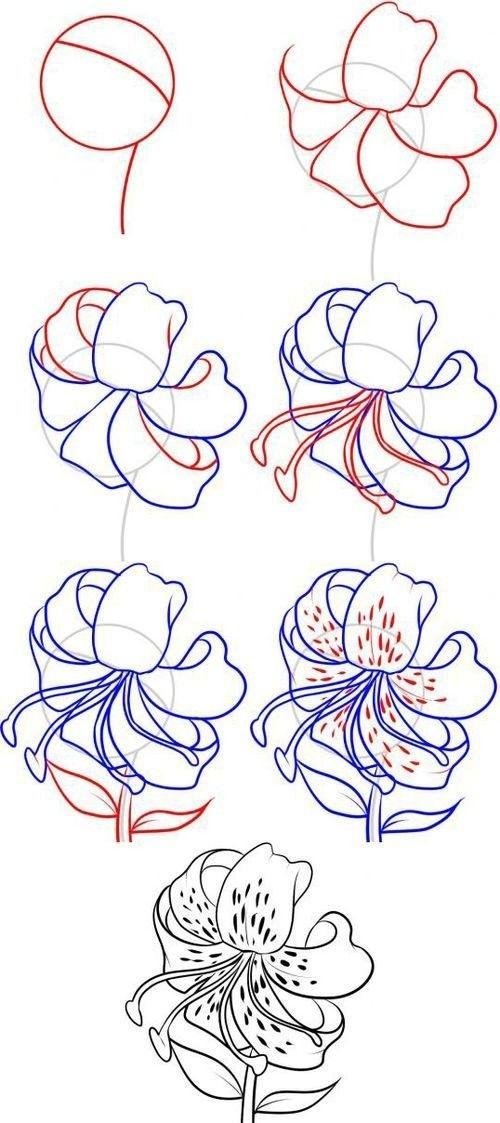 поэтапное рисование лилии карандашом