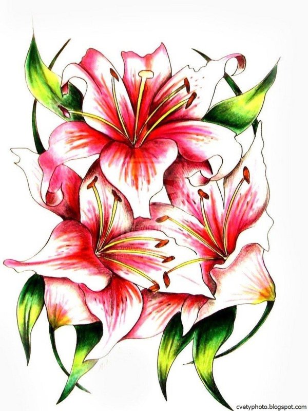лилия эскиз тату