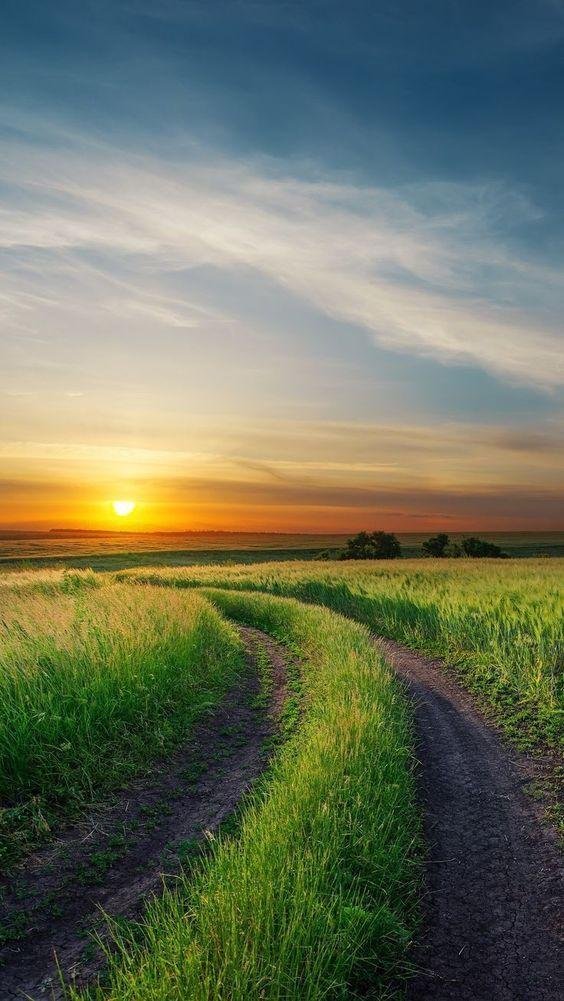 полевой закат