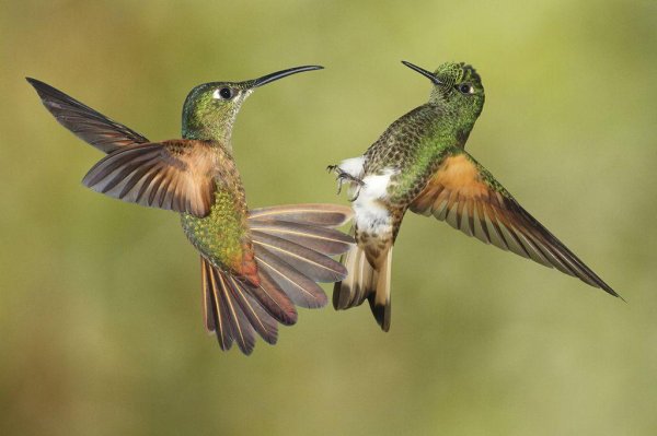 краснохвостый колибри