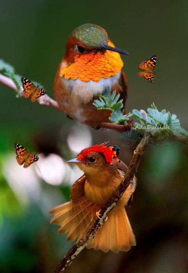 амазонская королевская мухоловка