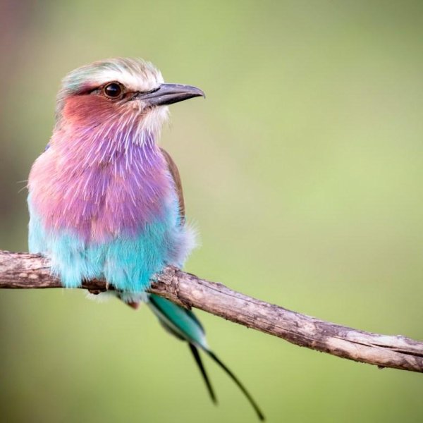 lilac breasted roller