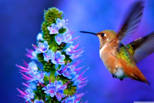 hummingbird spring