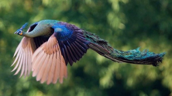 яванский павлин индокитайский