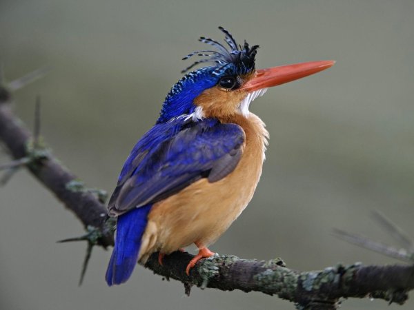 malachite kingfisher