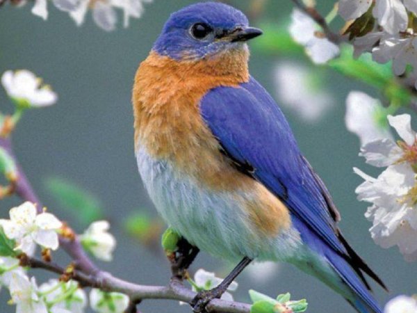 eastern bluebird